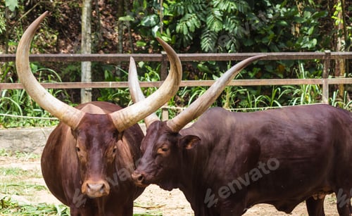 Preview: Two red African bulls