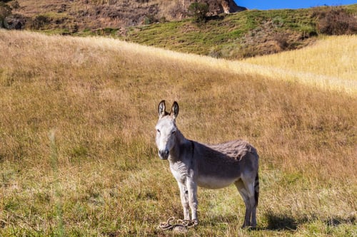 Preview: Donkey