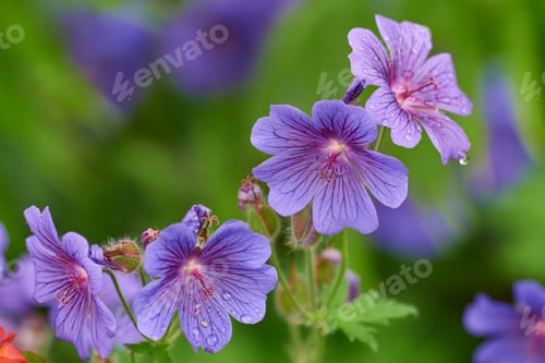 Preview: Beautiful budding flowers