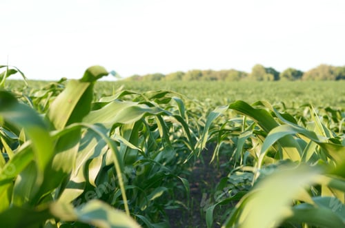 Preview: Green Corn Field summer sunny day in Uklraine
