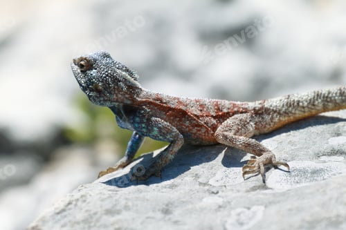Preview: Blue-headed agama lizard