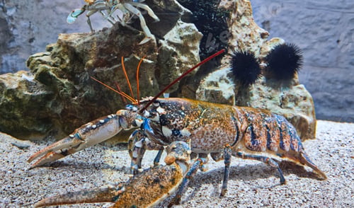 Preview: Closeup shot of a lobster on the sand in the ocean water