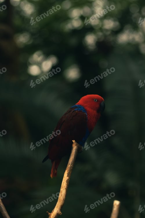 Preview: Vertical shallow focus shot of Eclectus parrot perched on the top of a tree branch