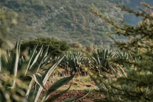 Preview: Background of Mexican landscape in a plantation of maguey