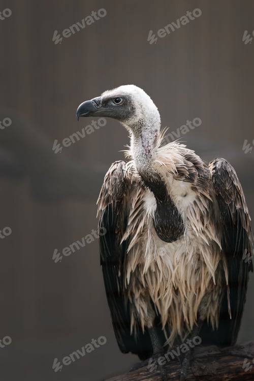 Preview: Majestic vulture perched on a tree branch on a dark background