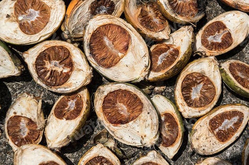 Preview: Betel Nut, Pulau Weh Island, Aceh Province, Sumatra, Indonesia, Asia, background with copy space