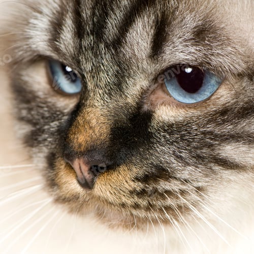 Preview: Blu-tabby-point Birman (18 months)