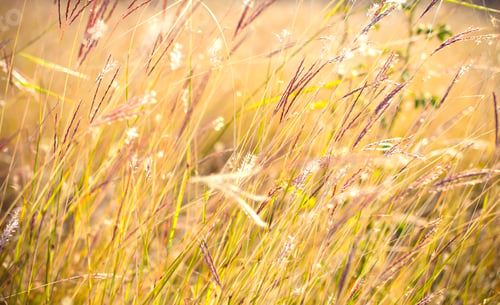 Preview: Grass close up in sunny weather, nature, bokeh.