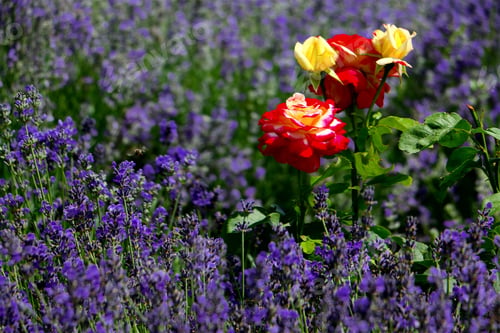 Preview: Colorful image of wild roses growing amongst lavender
