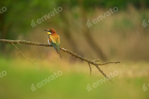 Preview: European Bee-Eater - Merops Apiaster on a branch , exotic colorful migratory bird