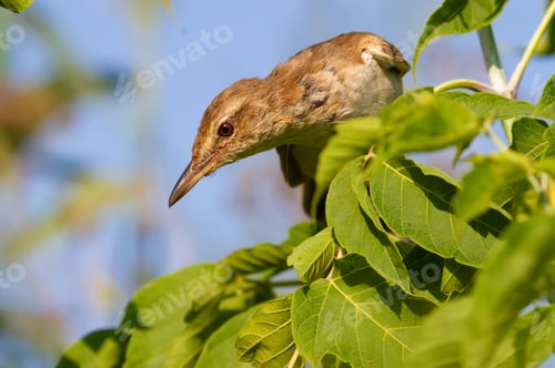 Preview: Great reed warbler, Acrocephalus arundinaceus. The bird sits in the branches of a young tree