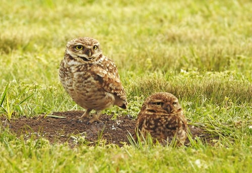 Preview: Two Burrowing Owls Standing on Grass in Field