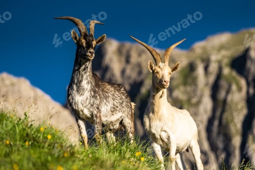 Preview: Strong alpine ibex surveys the vast Dolomites mountains at dusk