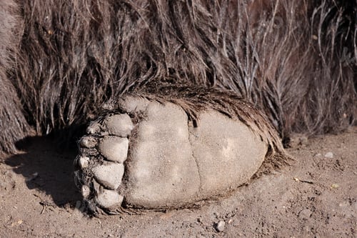 Preview: cute brown bear foot, partial photo