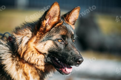 Preview: Close Up Beautiful Young German Shepherd Alsatian Wolf Dog