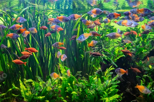 Preview: Aquarium full of fresh water fish and aquatic plants