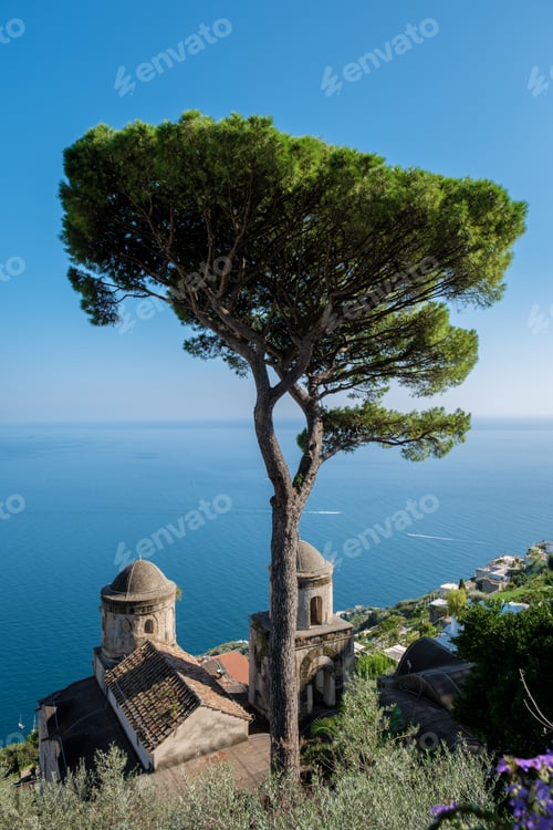 Preview: A majestic tree overlooking the serene waters of the Amalfi Coast, Italy, on a sunny day