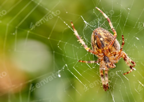 Preview: The Walnut Orb-weaver Spider