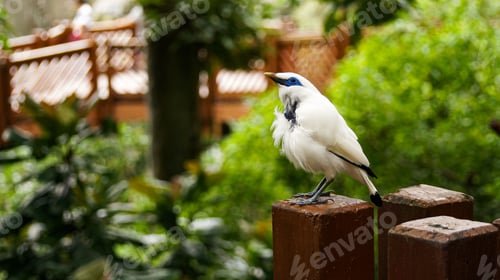 Preview: The close up of a Bali myna, a white bird in the park