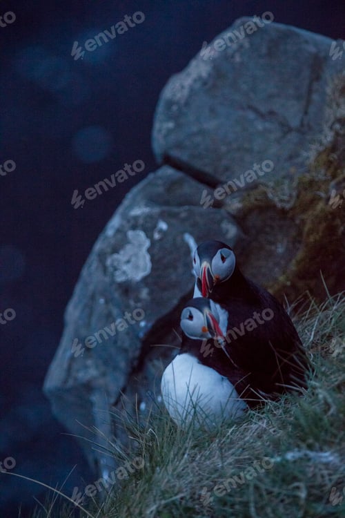 Preview: Puffins are any of three species of small alcids in the bird genus Fratercula.