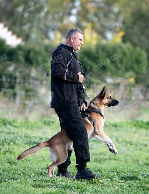 Preview: training of belgian shepherd