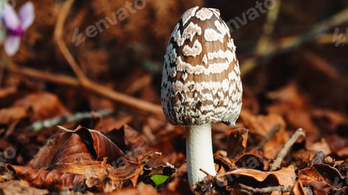 Preview: Drum mace mushroom