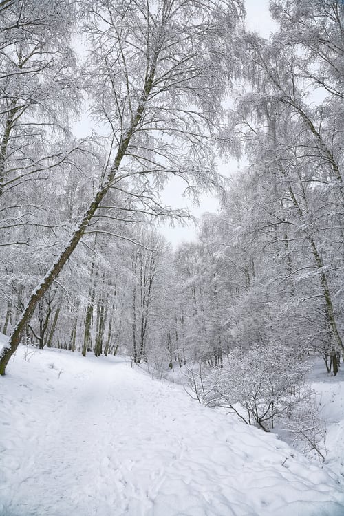 Preview: Snow-covered trees in the city park