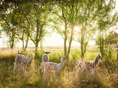 Preview: Beautiful sunrise Europe farm scene