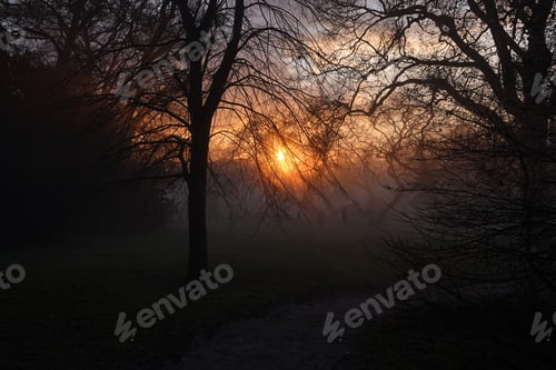 Preview: Closeup of a gloomy forest with sunset on the background