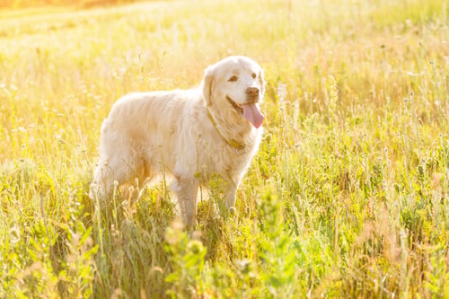 Preview: golden retriever meadow