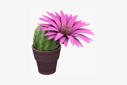 Preview: Cactus with multilayered pink bloom