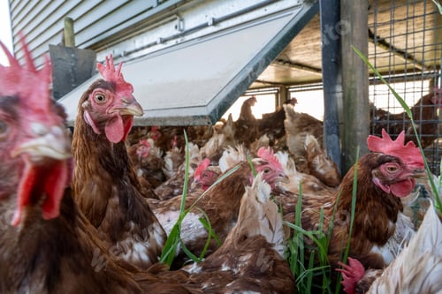 Preview: A flock of brown chickens in a coop, some looking curiously at the camera.