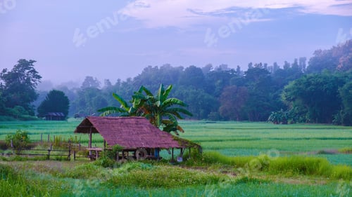Preview: sunset over the green rice fields of central Thailand
