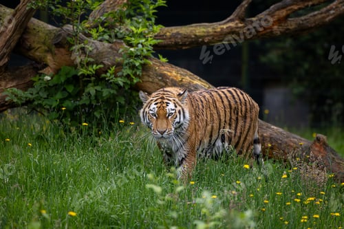 Preview: Siberian tiger walking in a green meadow surrounded by yellow flowers