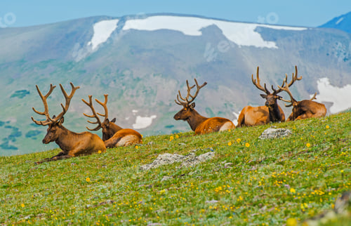 Preview: Gang of Elks in Colorado