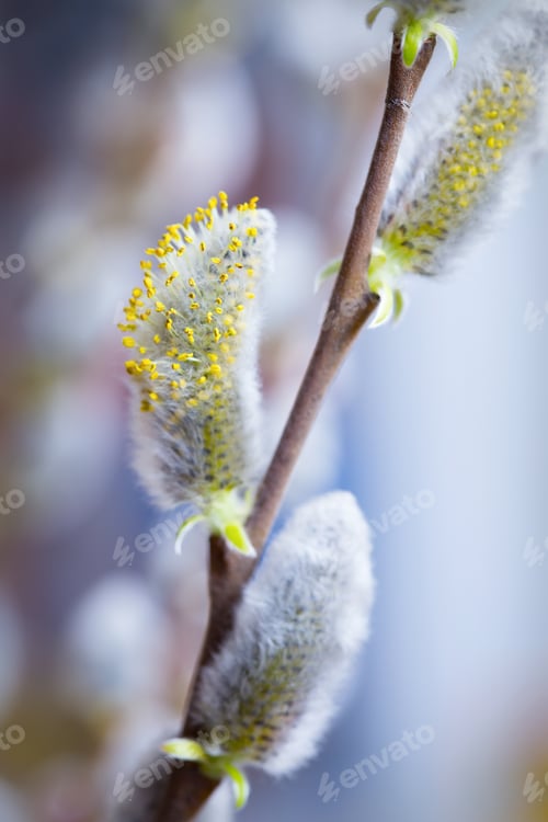 Preview: tree branch with buds