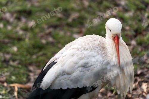 Preview: White stork on a grassy hill in Platwijers, a nature reserve in the Limburg province of Belgium