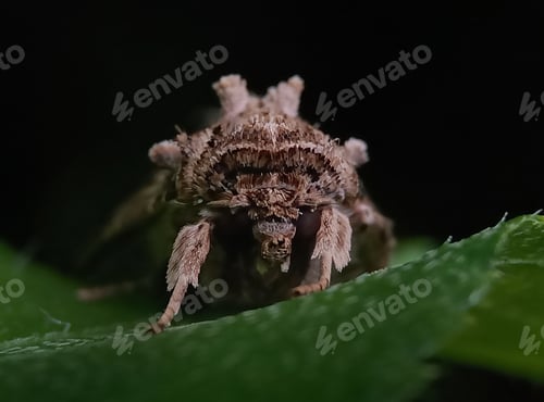 Preview: Insect