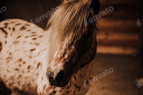 Preview: selective focus of beautiful pony in standing stall at zoo