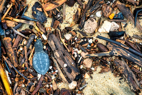 Preview: Dead newborn turtle in the sand with copyspace