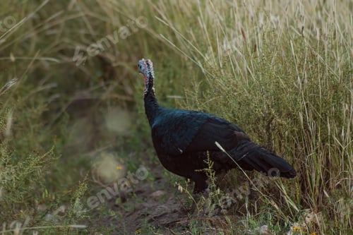 Preview: turkeys walking in farm with green grass
