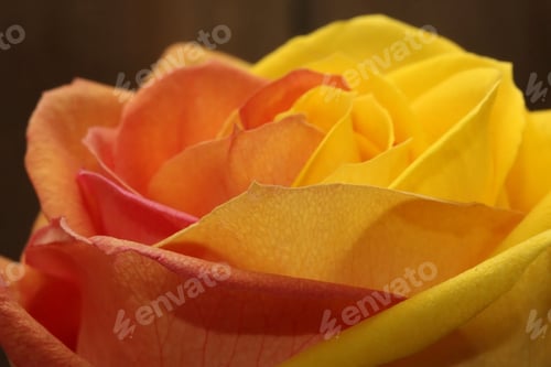 Preview: Close Up Multi Colored Rose - Close Up Photograph Of A Rose With Multiple Colors In It. Selective