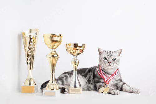 Preview: British shorthair silver tabby cat show champion with cups and medal