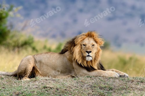 Preview: lion, wilderness, leo