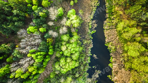 Preview: Top view of green forest and river in Poland