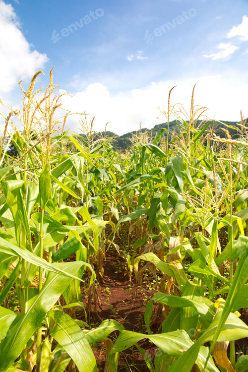Preview: Corn Field