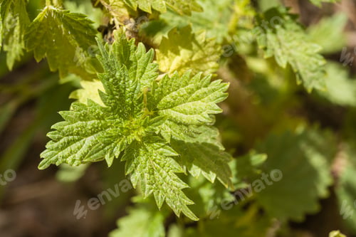 Preview: Green leaves of nettle plant in forest
