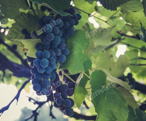 Preview: Grapes in a vineyard