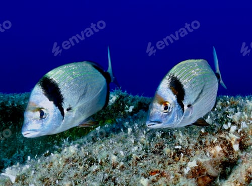 Preview: Two banded sea bream