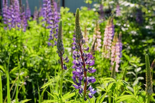 Preview: Blooming lupine flowers. Field of wild plant. Pink and purple spikes of mountain flowers in meadow